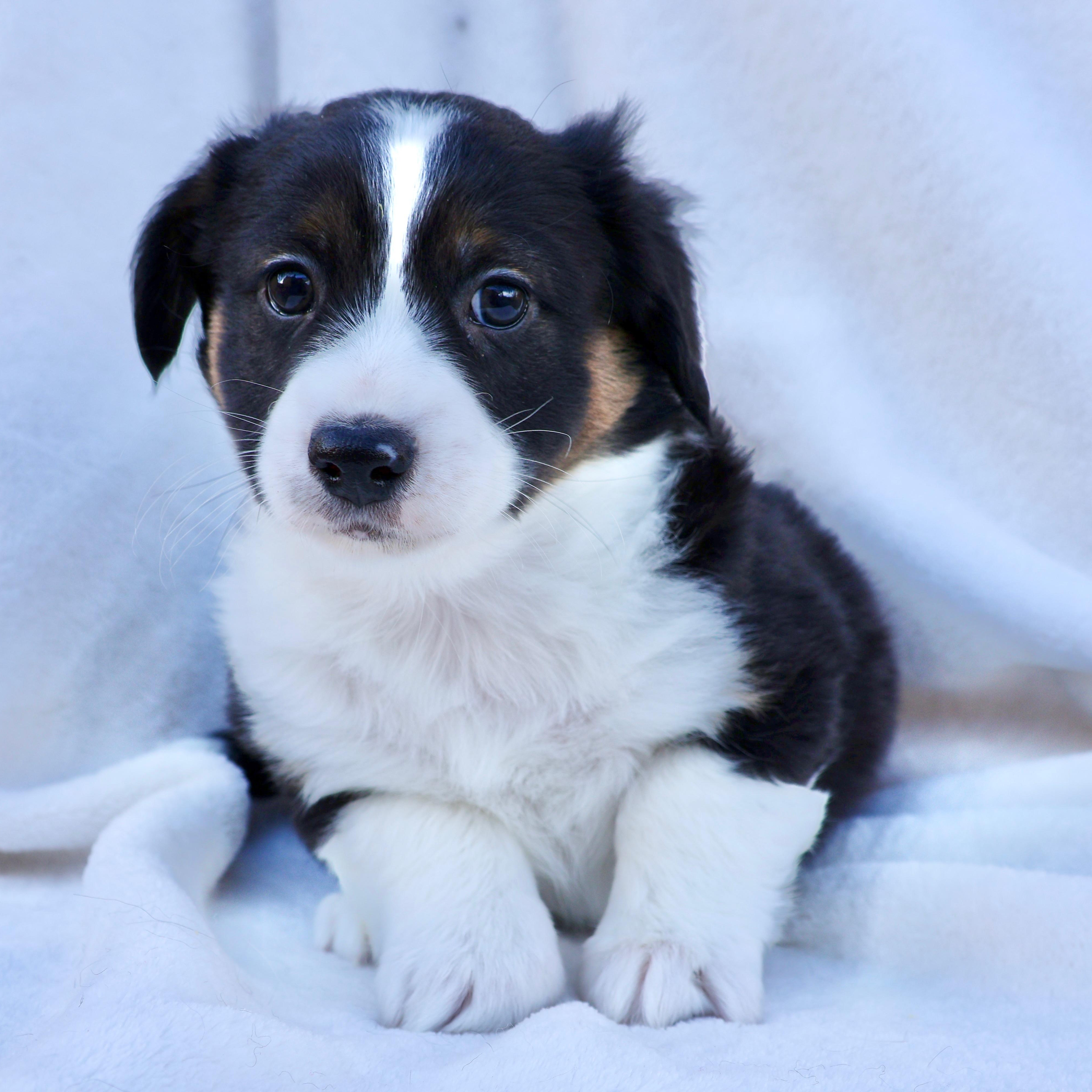 Enlarge Stephen, a ADOPTABLE mixed breed in Fort Collins, CO image 2/3