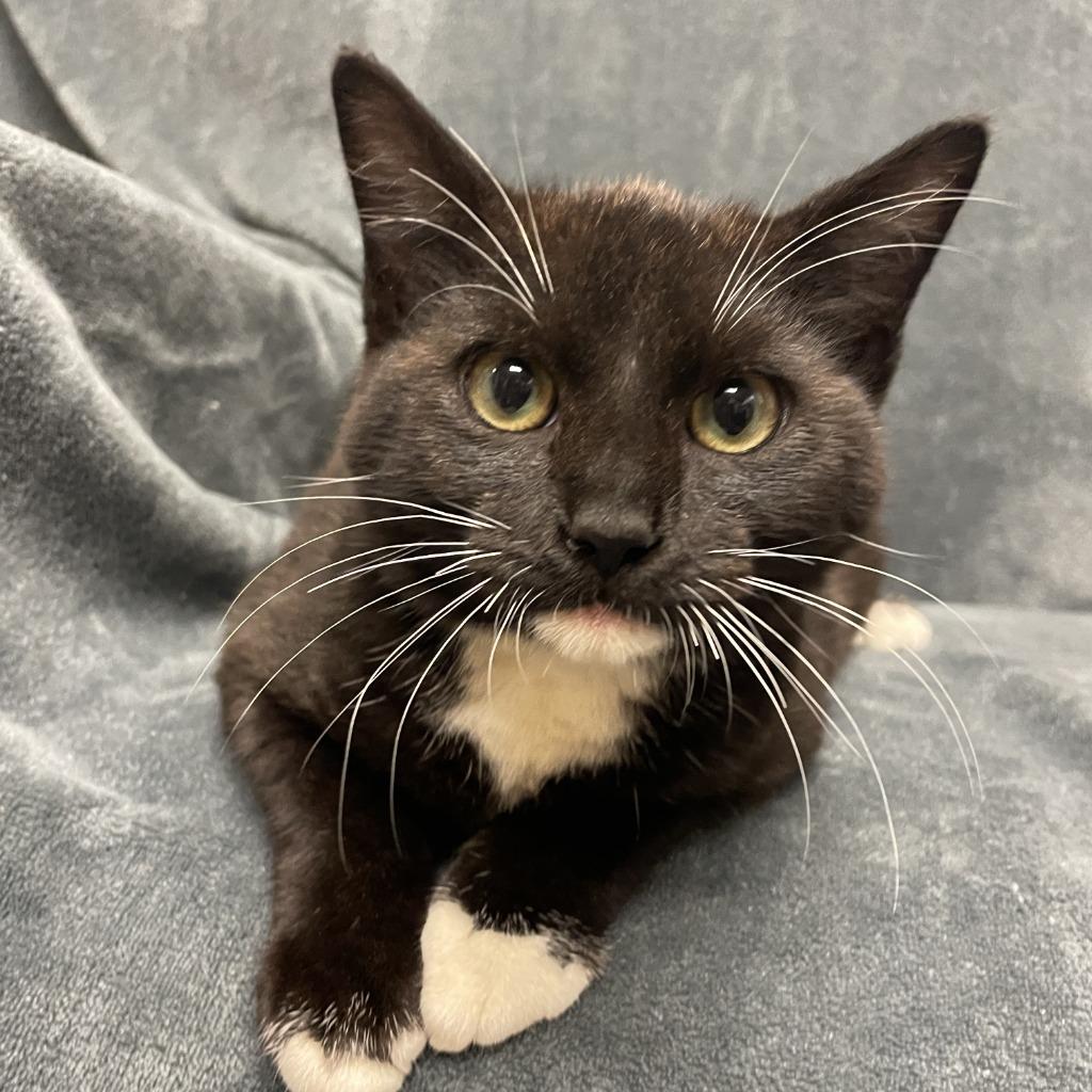 Martin, Adoptable, Kitten Male Domestic Short Hair.