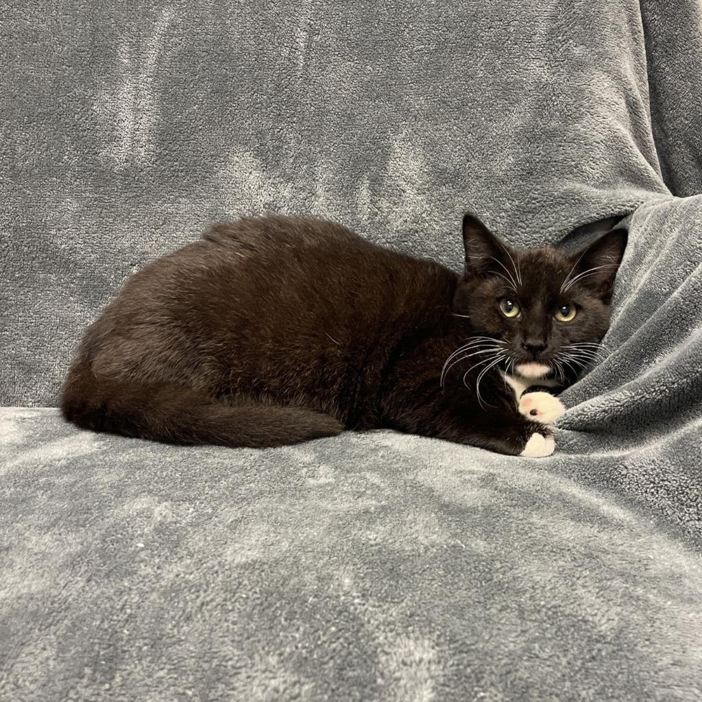 Enlarge Martin, a Adoptable mixed breed in Brenham, TX image 2/6