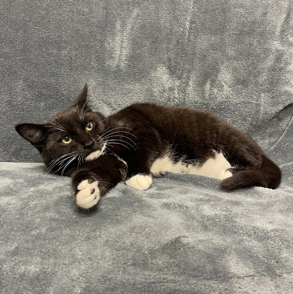 Enlarge Martin, a Adoptable mixed breed in Brenham, TX image 3/6