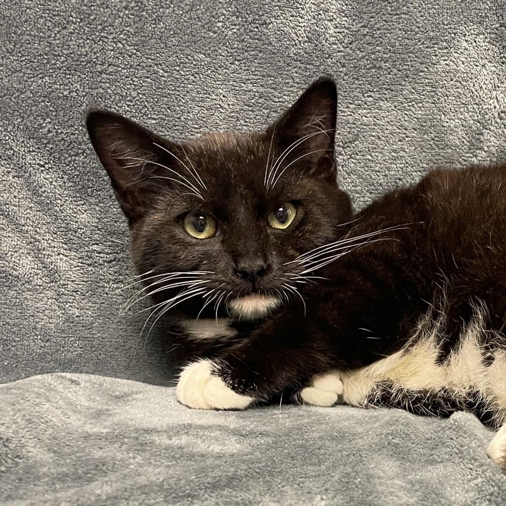 Enlarge Martin, a Adoptable mixed breed in Brenham, TX image 4/6