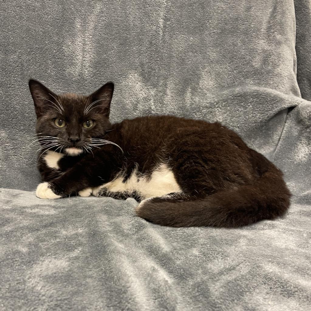 Enlarge Martin, a Adoptable mixed breed in Brenham, TX image 5/6