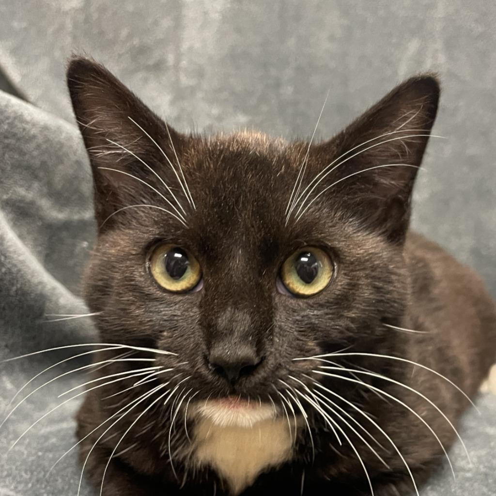 Enlarge Martin, a Adoptable mixed breed in Brenham, TX image 6/6