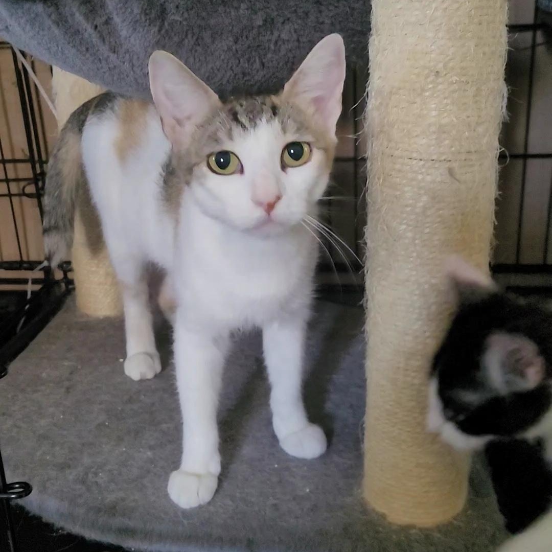 AURORA, a Adoptable Calico in Escalon, CA image 3/5