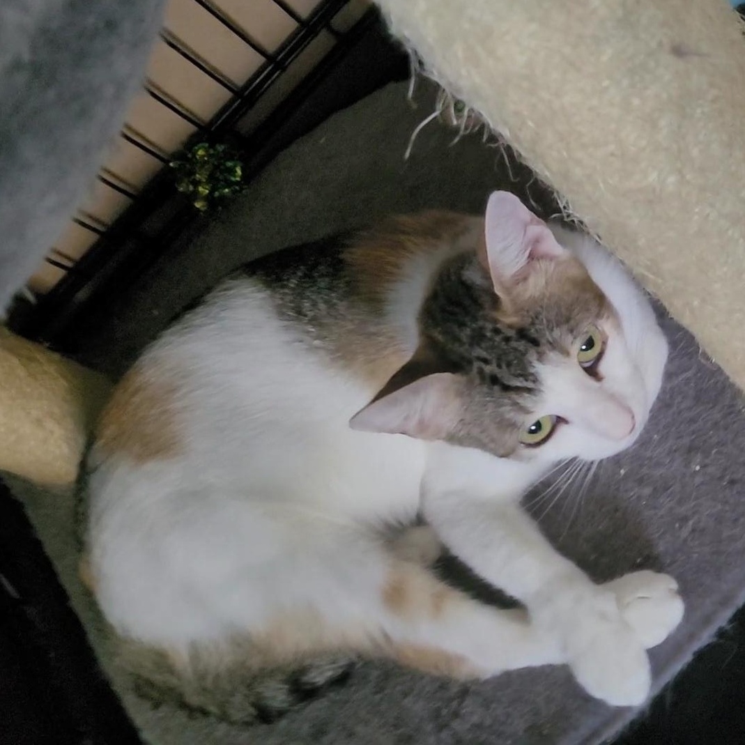 AURORA, a Adoptable Calico in Escalon, CA image 5/5