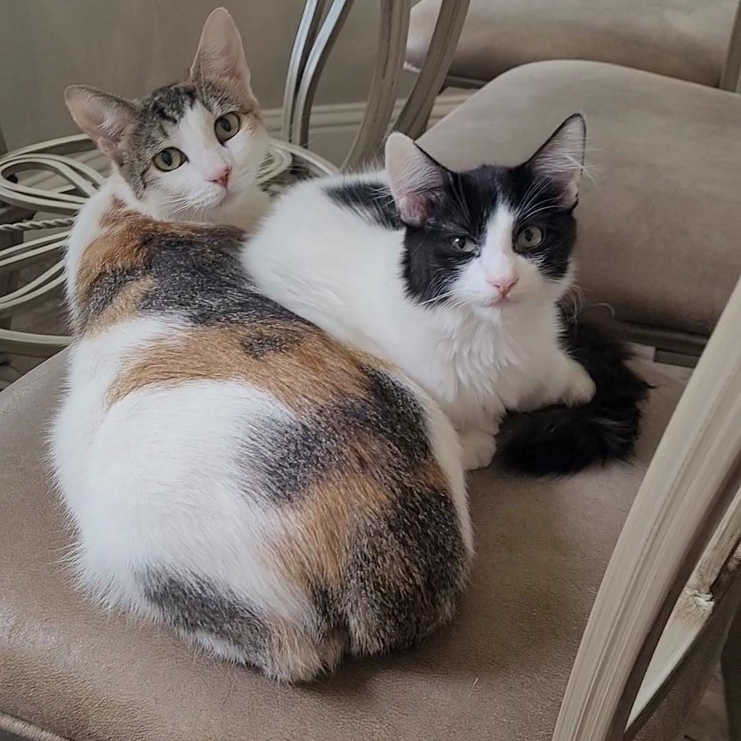 AURORA, Adoptable, Young Female Calico.