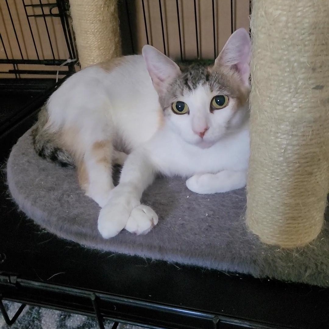 AURORA, a Adoptable Calico in Escalon, CA image 1/5