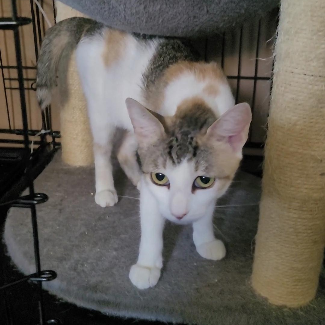 AURORA, a Adoptable Calico in Escalon, CA image 4/5