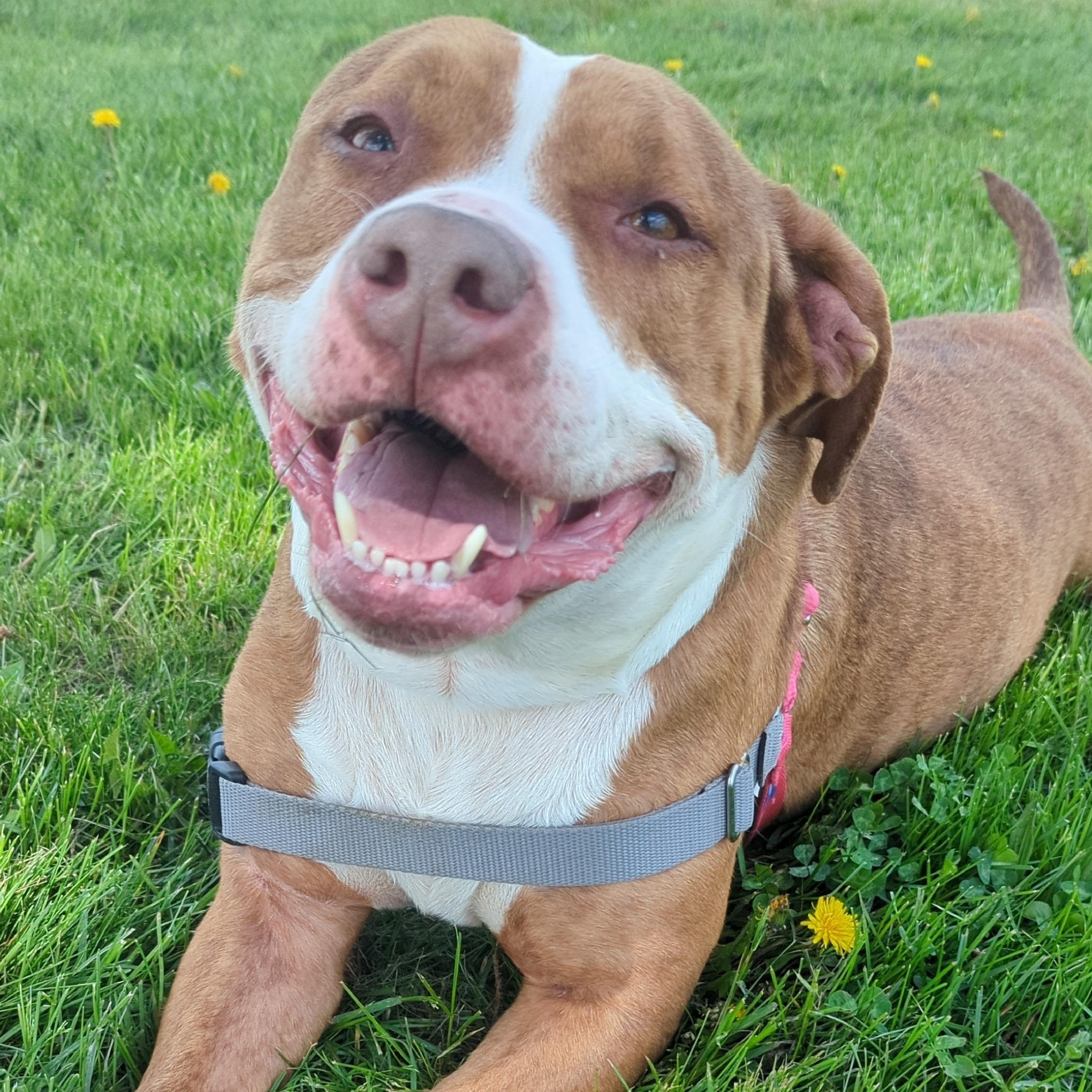 Hattie, a ADOPTABLE mixed breed in Valparaiso, IN image 1/4