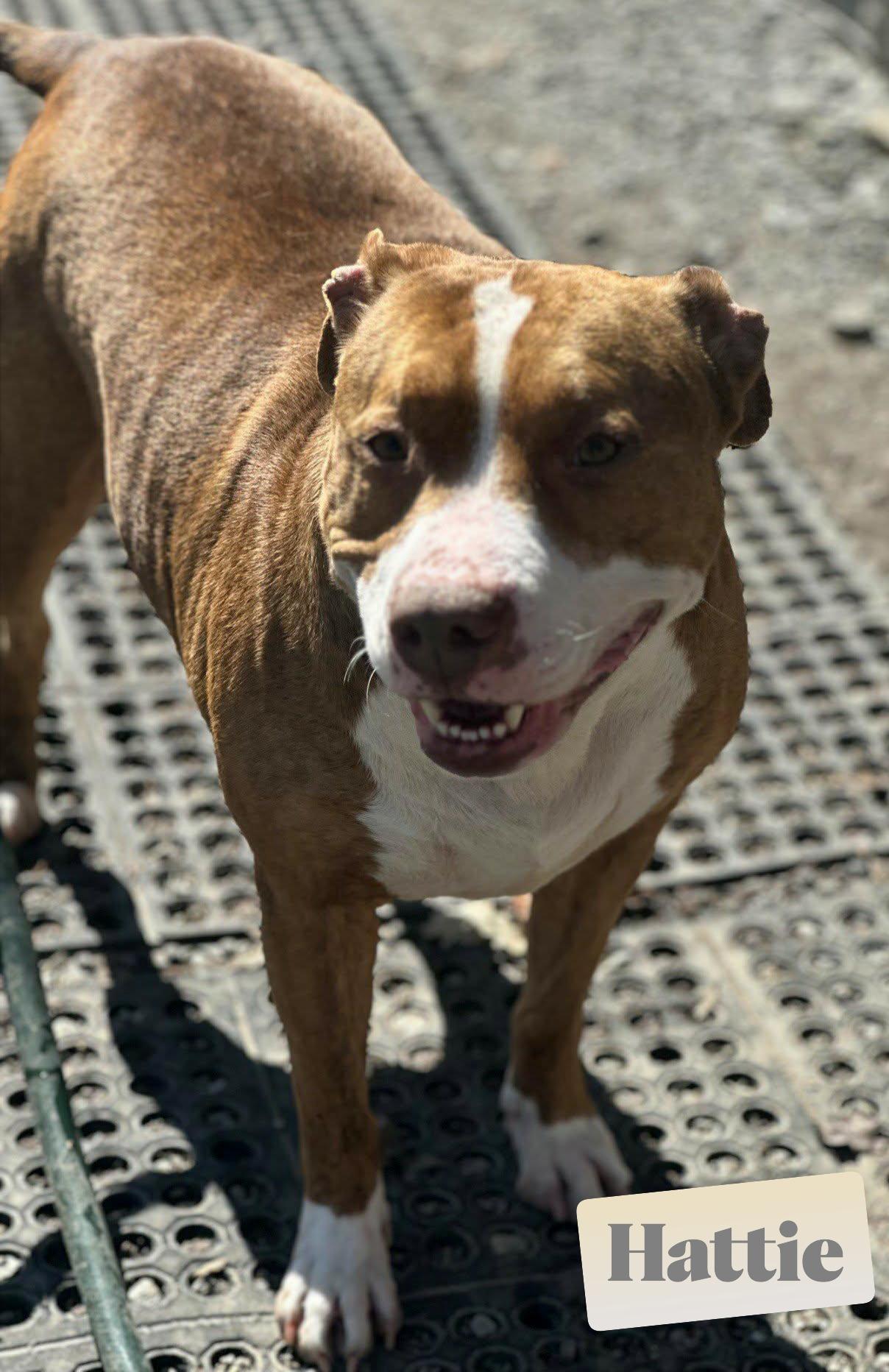 Hattie, a ADOPTABLE mixed breed in Valparaiso, IN image 2/4
