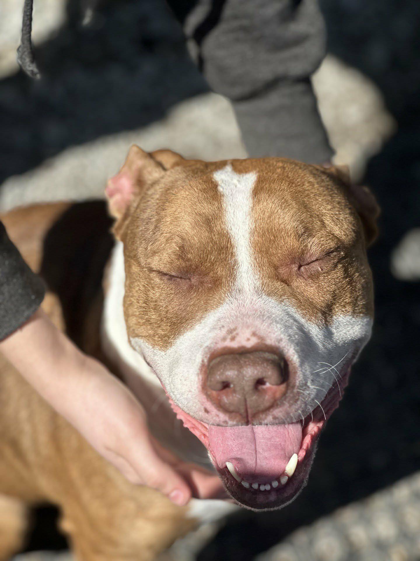 Hattie, a ADOPTABLE mixed breed in Valparaiso, IN image 3/4