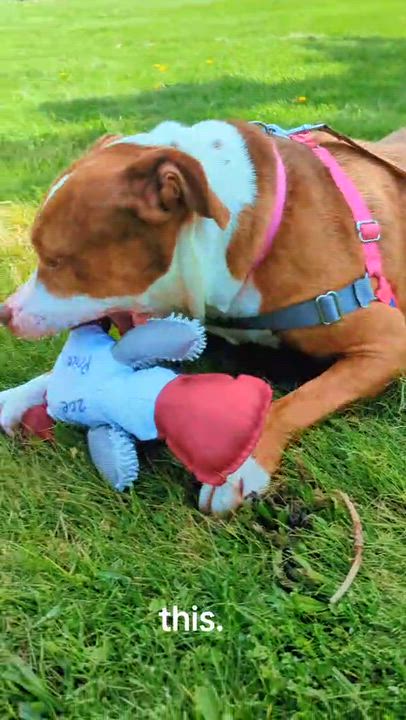 Enlarge Hattie, a ADOPTABLE mixed breed in Valparaiso, IN video 4/4