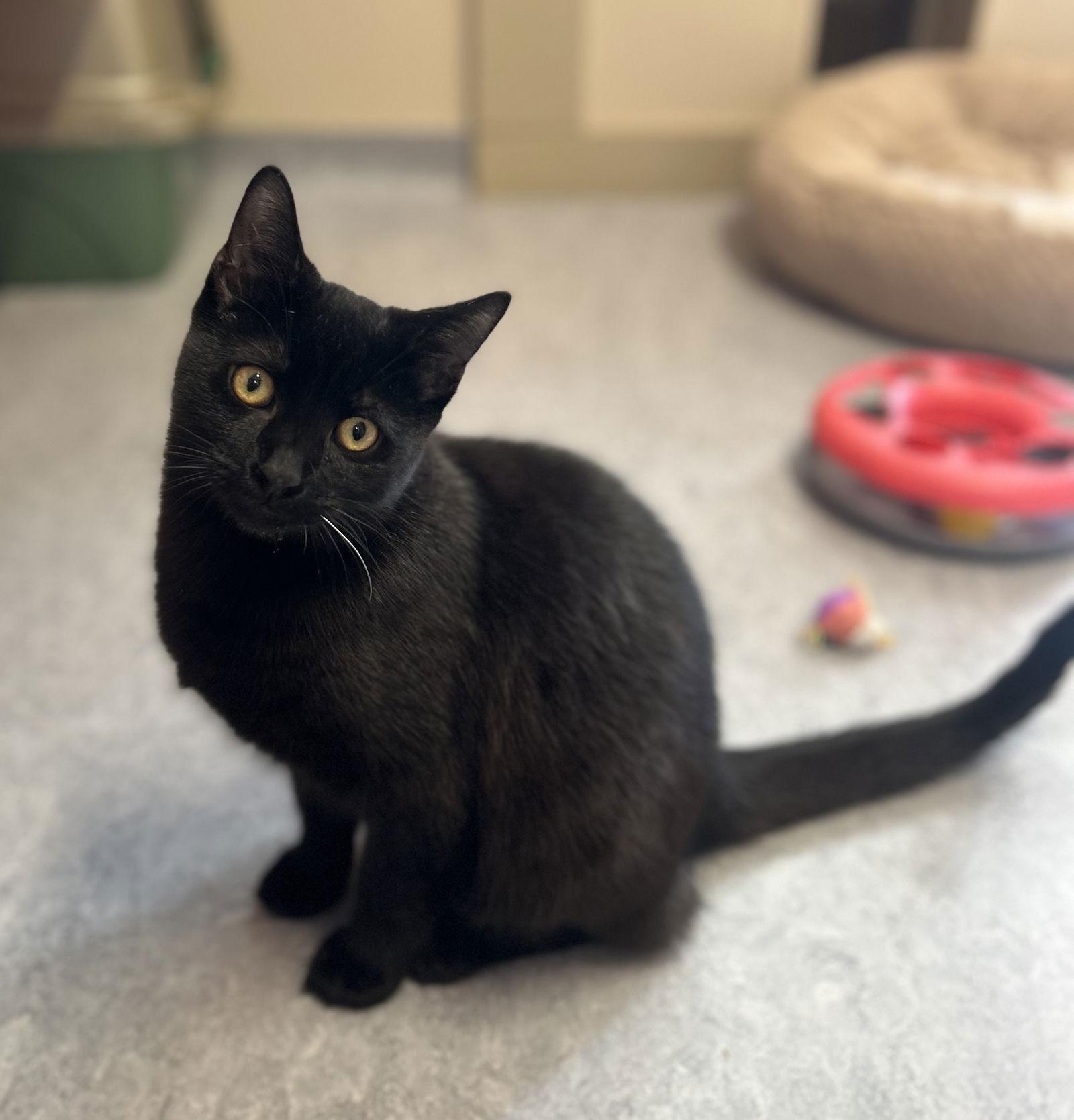 Enlarge Howie, a Adopted Domestic Short Hair in Arlington, VT image 1/2