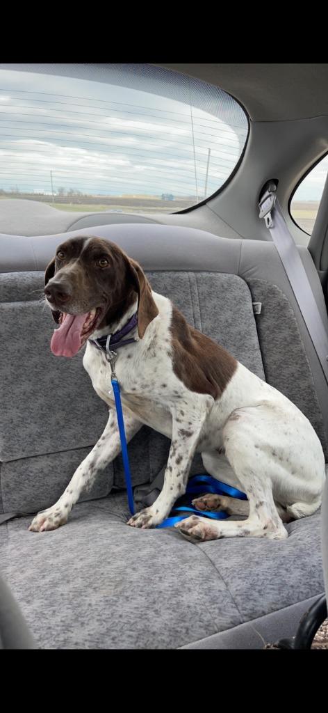 Enlarge Bella, a Adoptable German Shorthaired Pointer in Saint James, MN image 1/2