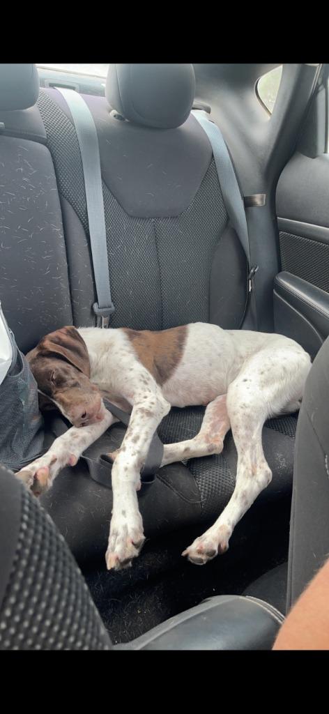 Enlarge Bella, a Adoptable German Shorthaired Pointer in Saint James, MN image 2/2