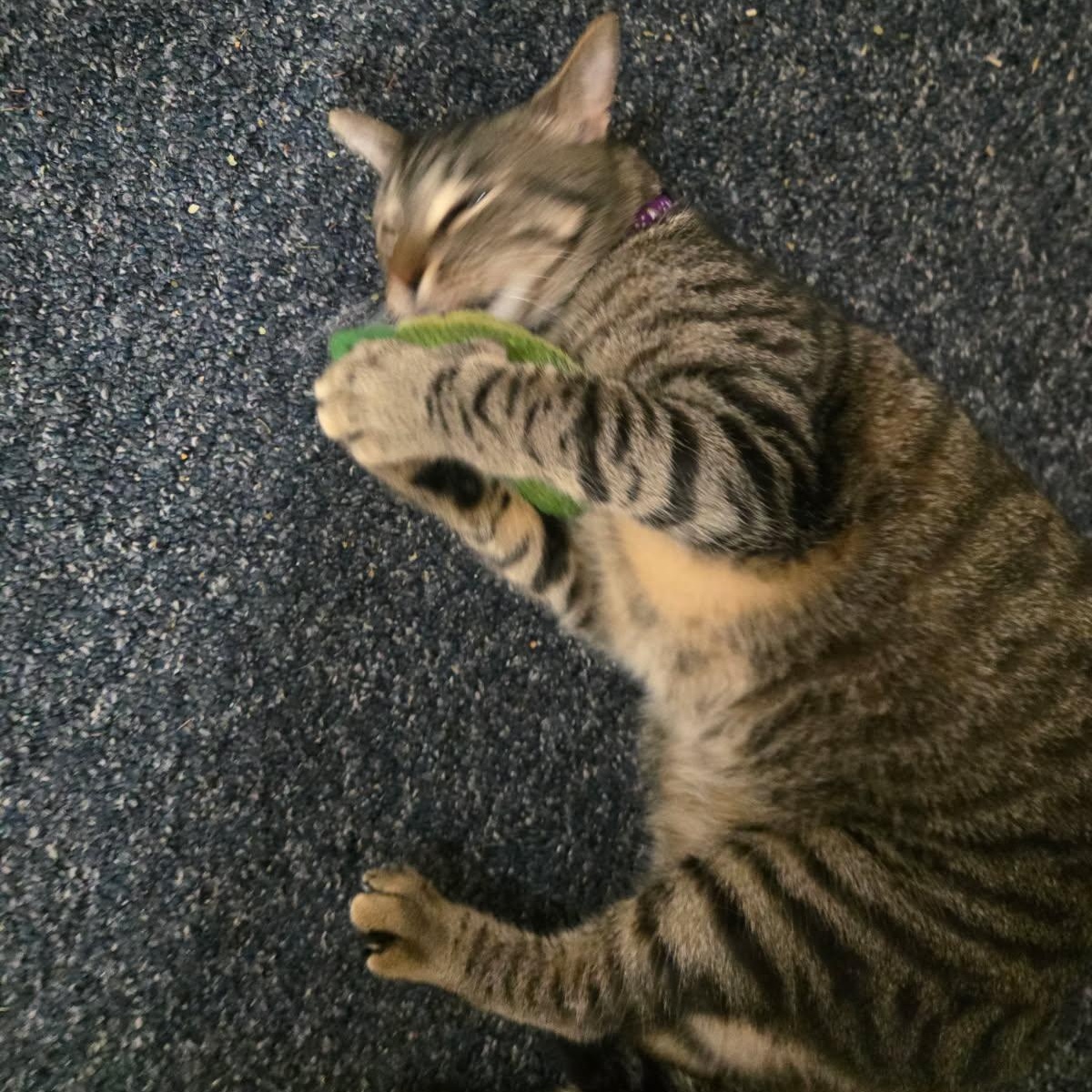 Enlarge Mack (available now!), an adoptable mixed breed in Houston, TX image 2/6