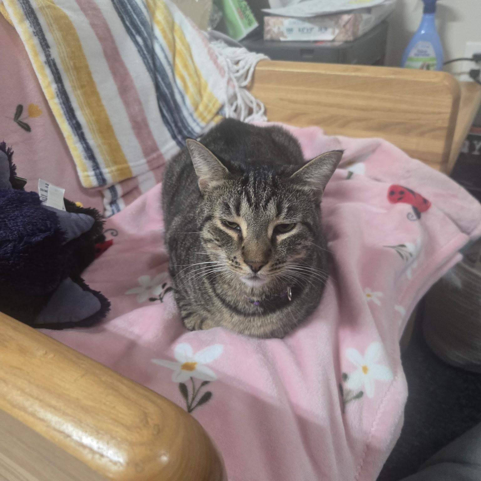 Enlarge Mack (available now!), an adoptable mixed breed in Houston, TX image 4/6