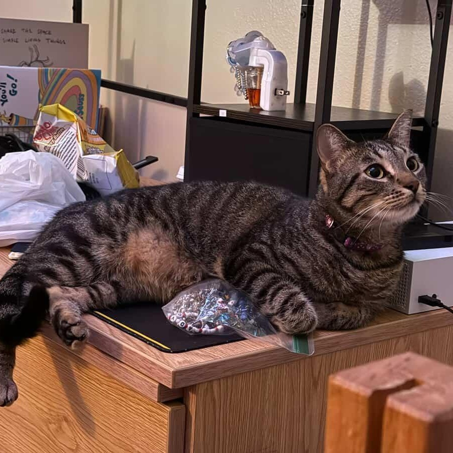 Enlarge Mack (available now!), an adoptable mixed breed in Houston, TX image 5/6