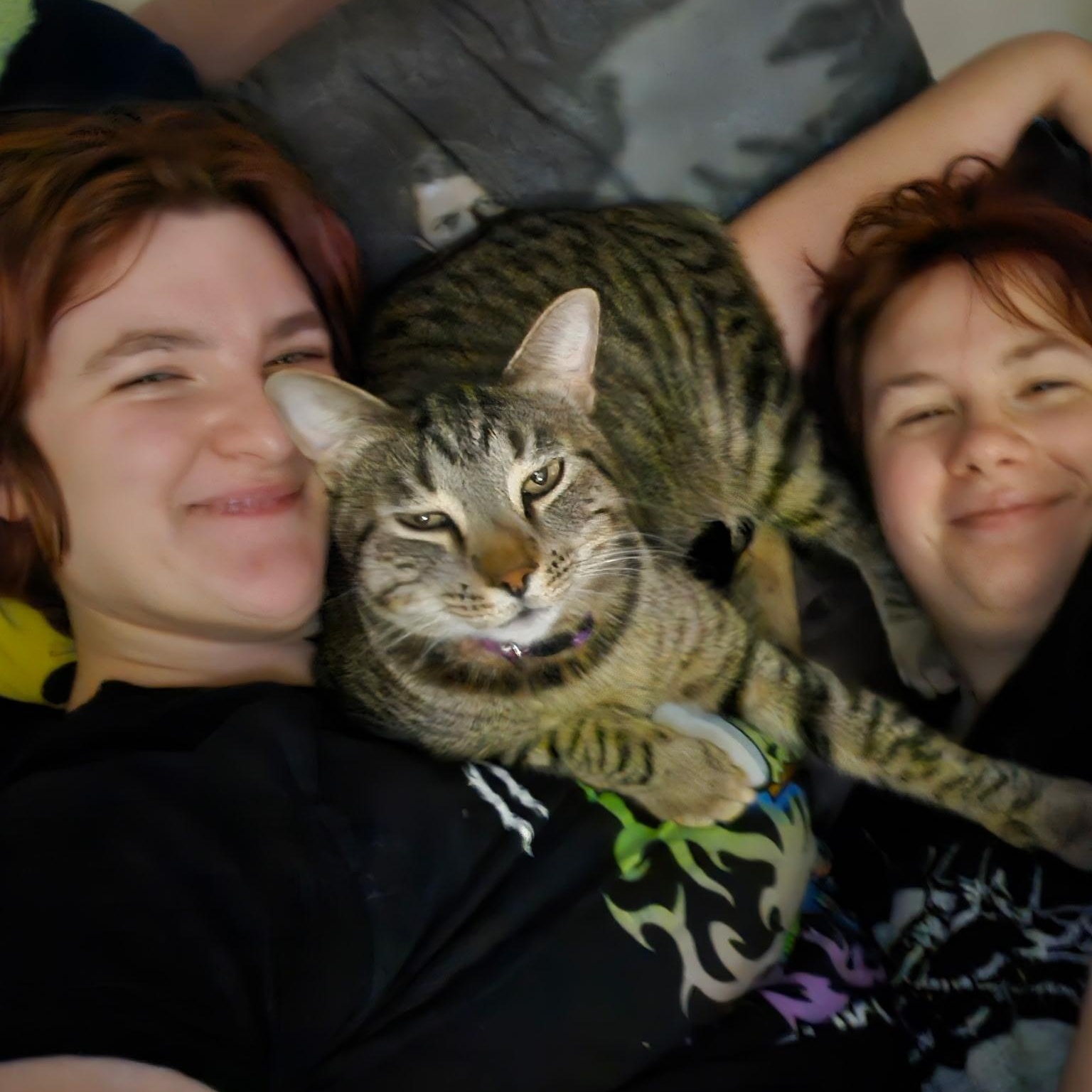 Mack (available now!), adoptable, Young Male Tabby & Domestic Short Hair.