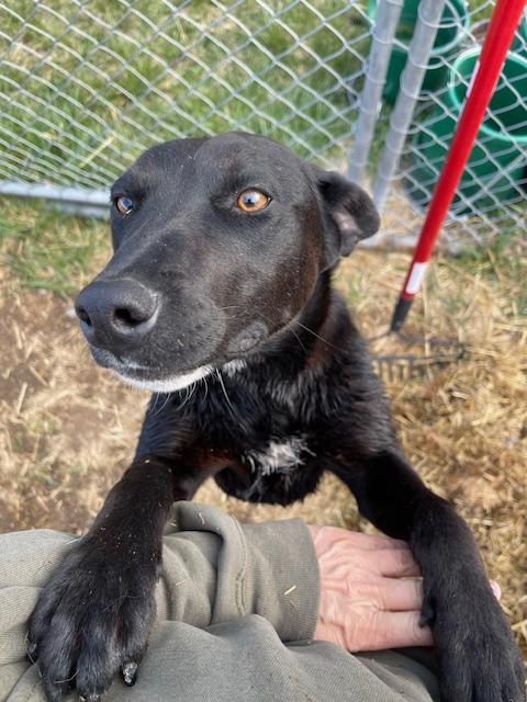 Scarlet, an adoptable Black Labrador Retriever in Sheridan, WY, 82801 | Photo Image 1