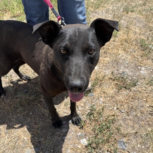 Scarlet, an adoptable Black Labrador Retriever in Sheridan, WY, 82801 | Photo Image 3