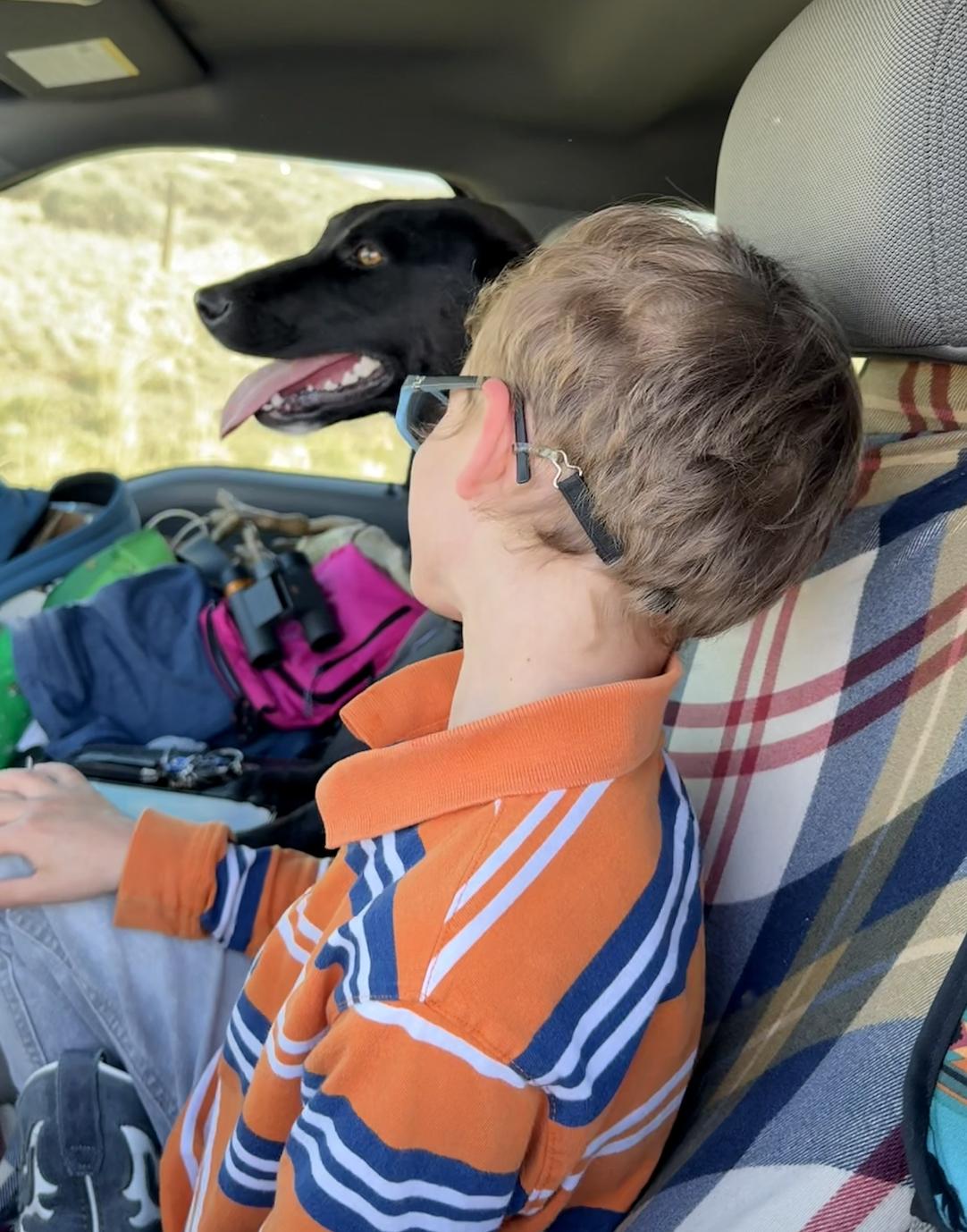 Enlarge Scarlet, a Adopted mixed breed in Riverton, WY image 4/4