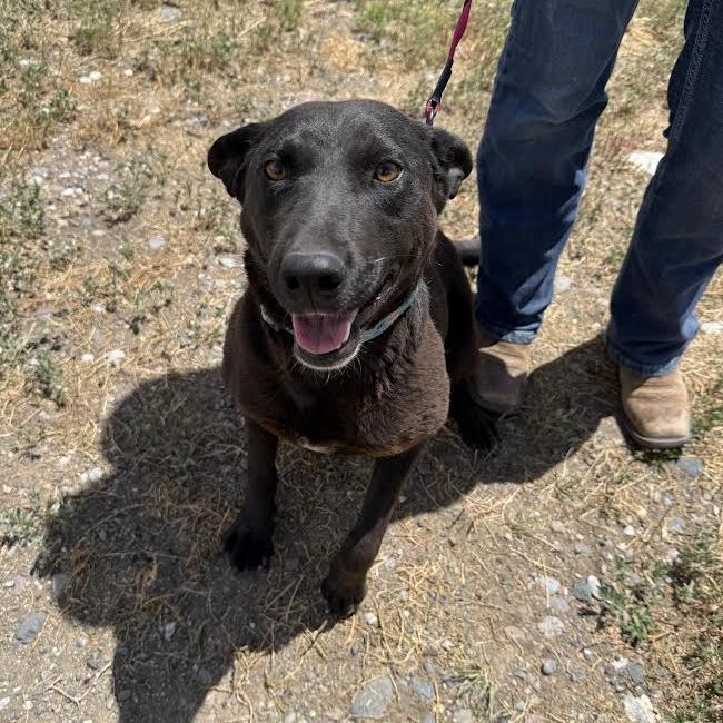 Scarlet, an adoptable Black Labrador Retriever in Sheridan, WY, 82801 | Photo Image 2