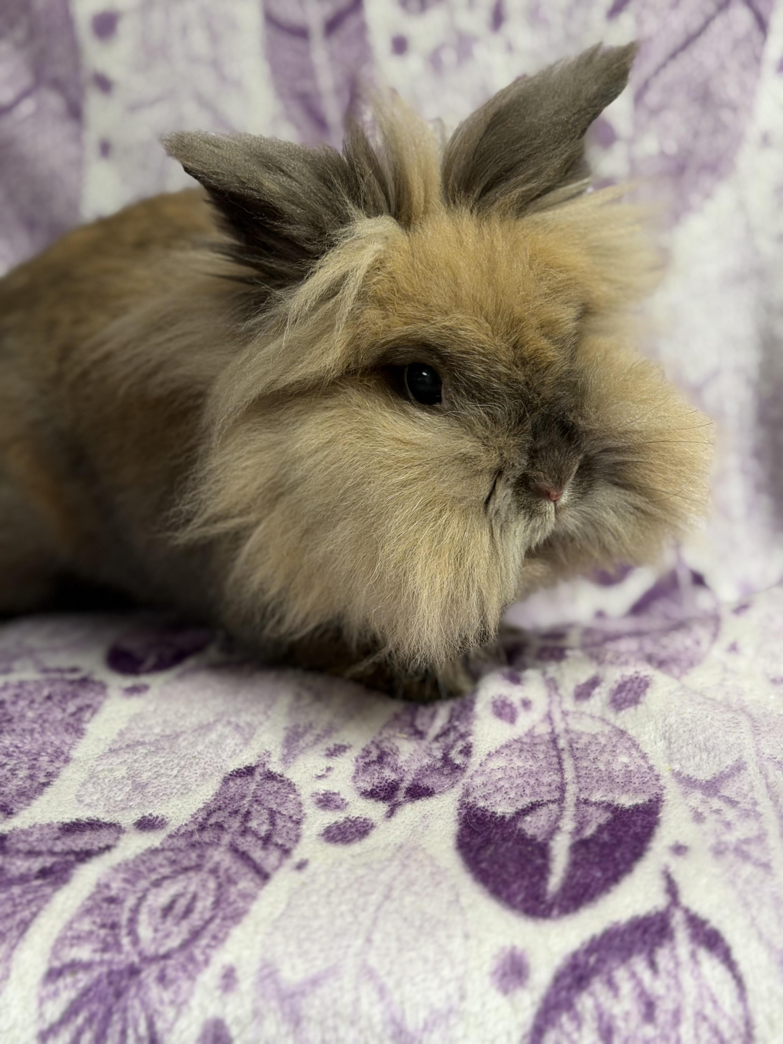 Lottie: video!!, a ADOPTABLE Lionhead in Edinburg, PA image 2/5