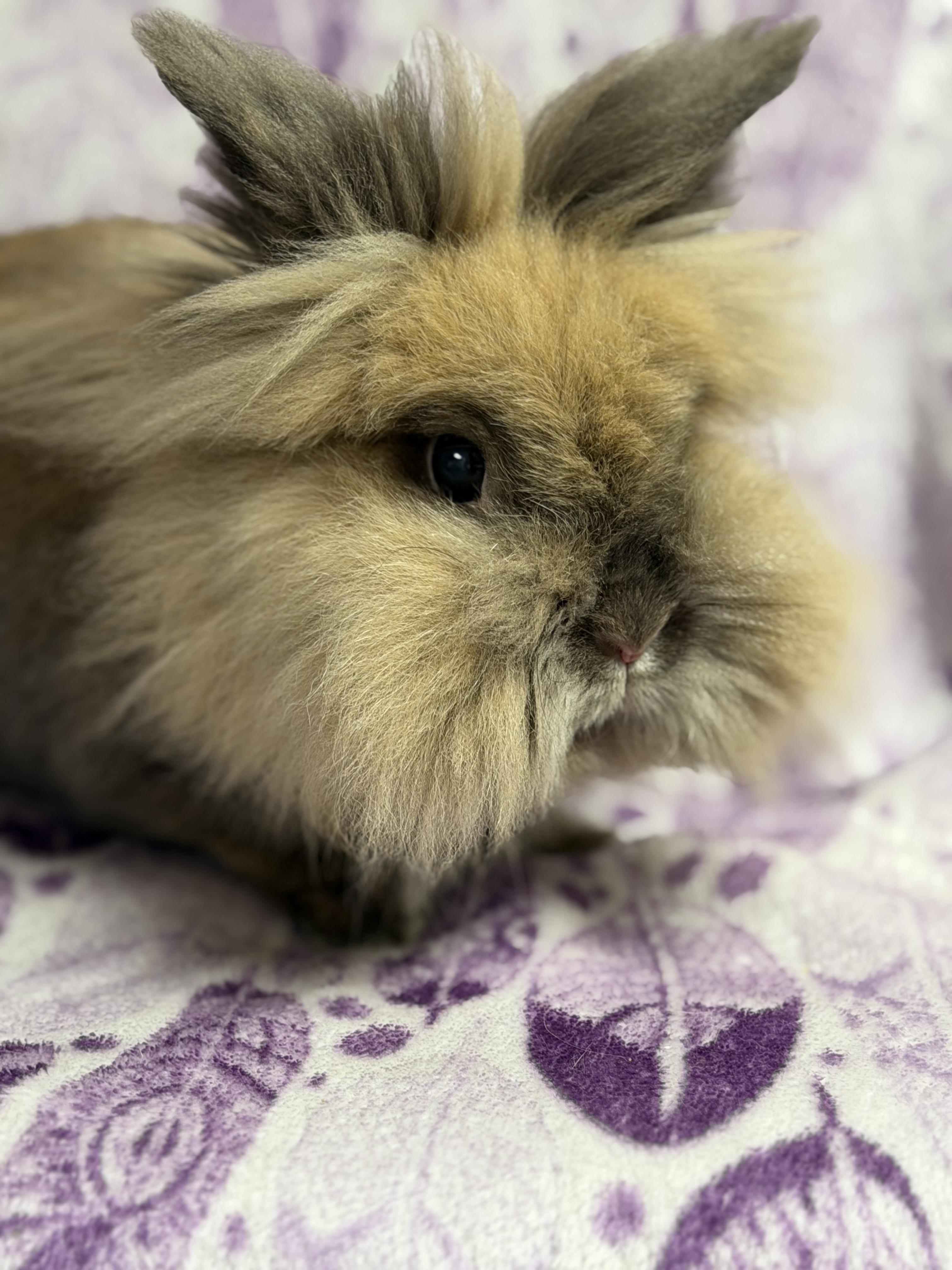 Lottie: video!!, a ADOPTABLE Lionhead in Edinburg, PA image 3/5