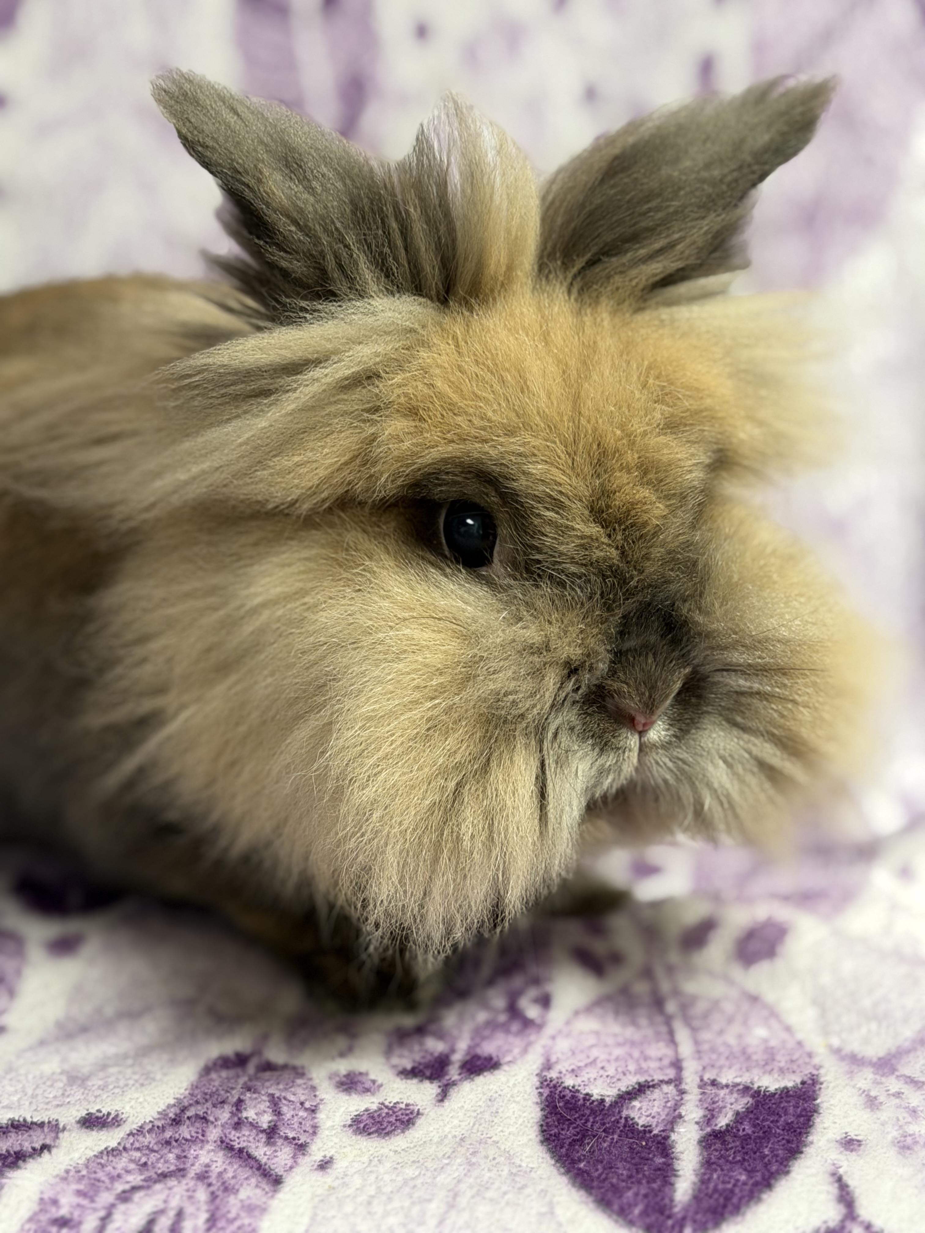 Lottie: video!!, ADOPTABLE, Adult Female Lionhead.