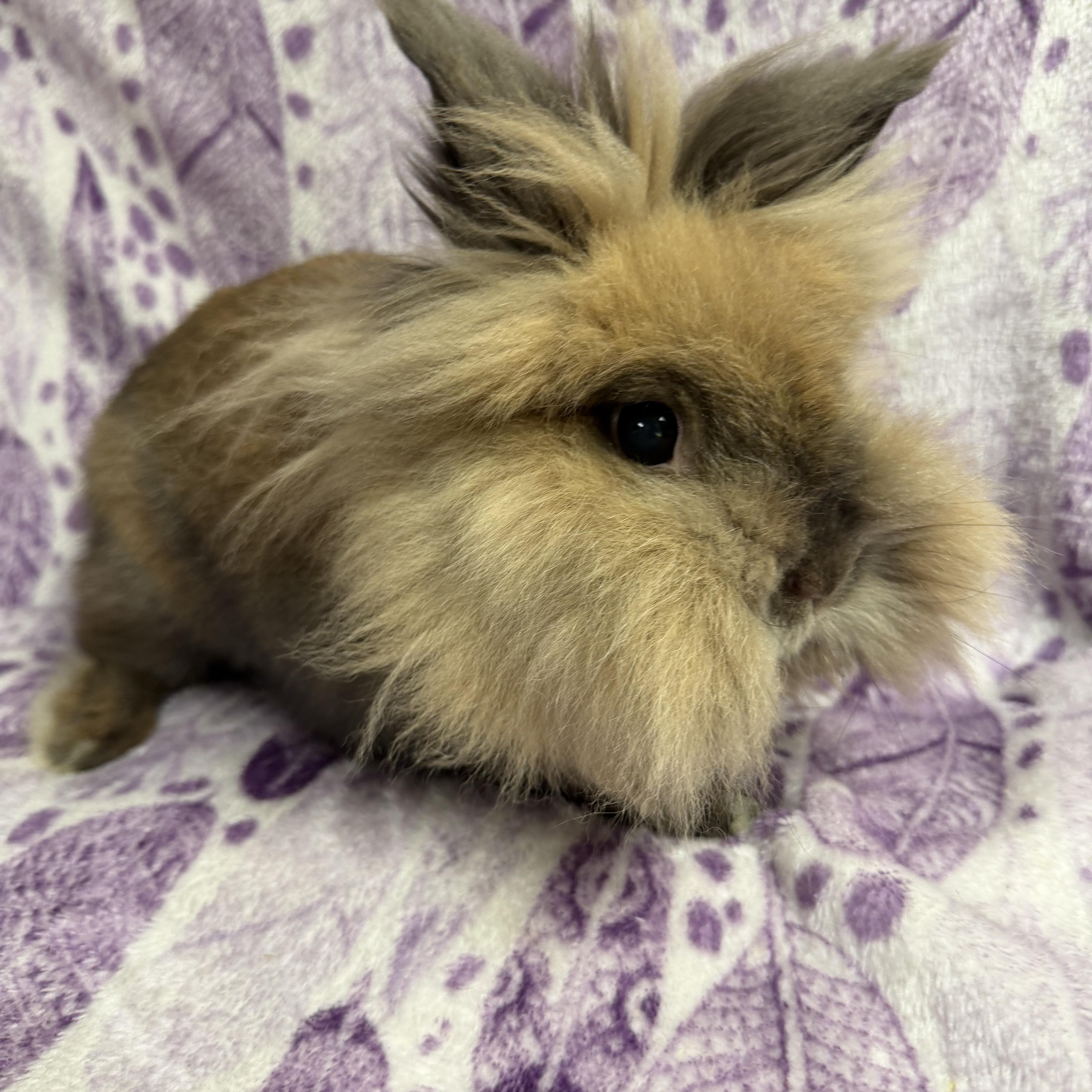 Lottie: video!!, a ADOPTABLE Lionhead in Edinburg, PA image 4/5