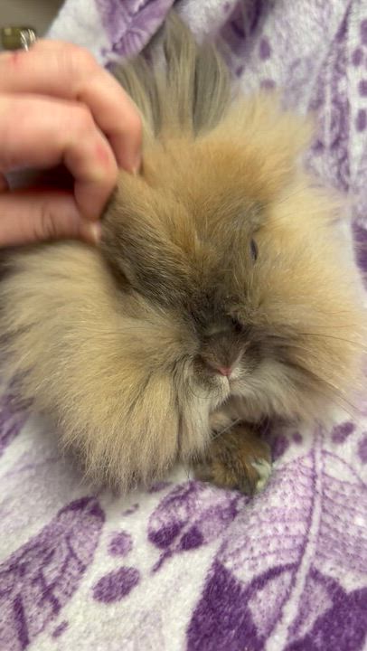 Enlarge Lottie: video!!, a ADOPTABLE Lionhead in Edinburg, PA video 5/5