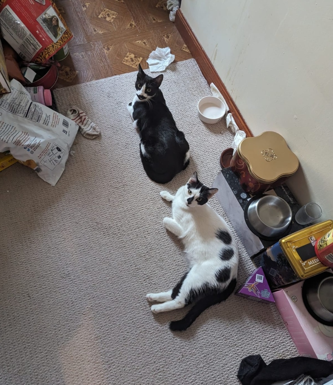 Enlarge Loren, a Adoptable Domestic Short Hair in Douglaston, NY image 1/1