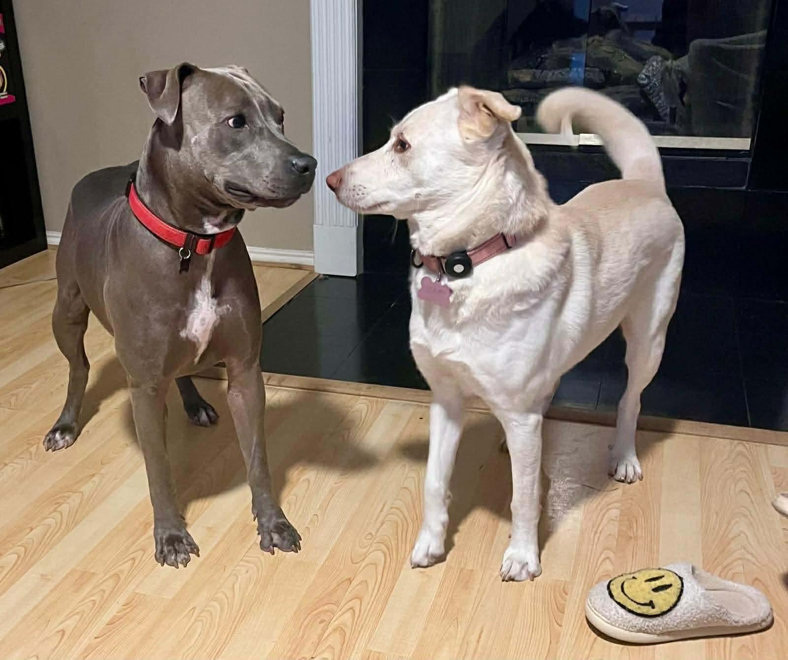 Enlarge Mafalda, a Adoptable mixed breed in Humble, TX image 4/6