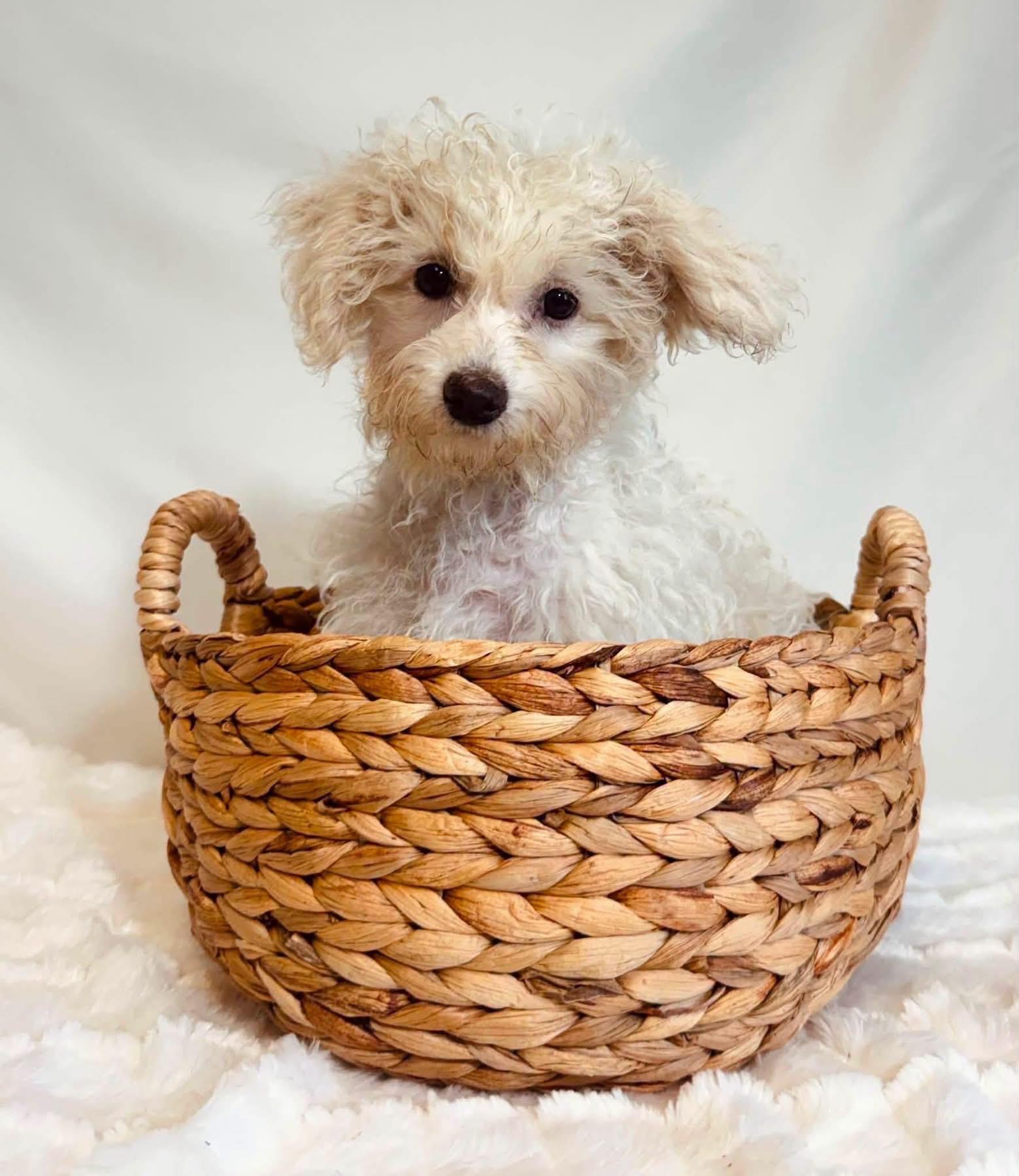 Crunch, ADOPTABLE, Puppy Male Cavachon.