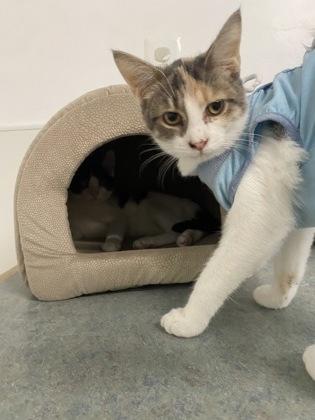 Enlarge Steak, a Adopted Domestic Short Hair in Belleville, MI image 3/3