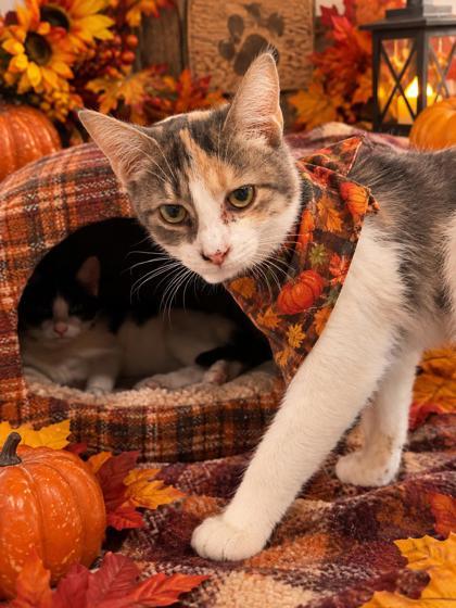 Enlarge Steak, a Adopted Domestic Short Hair in Belleville, MI image 1/3