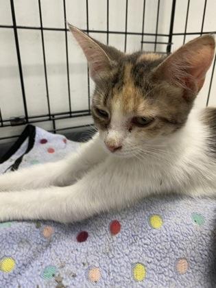 Enlarge Steak, a Adopted Domestic Short Hair in Belleville, MI image 2/3