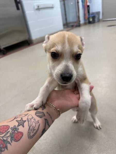 Sourdough Starter, Adoptable, Young Male Basenji & Siberian Husky.