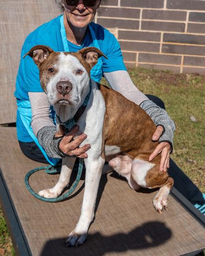 Enlarge Scooby, a Adoptable Mixed Breed in Chamblee, GA image 1/3