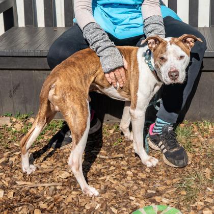 Enlarge Scooby, a Adoptable Mixed Breed in Chamblee, GA image 2/3