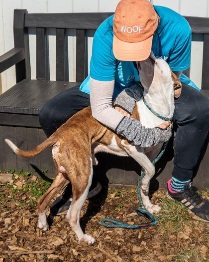 Enlarge Scooby, a Adoptable Mixed Breed in Chamblee, GA image 3/3