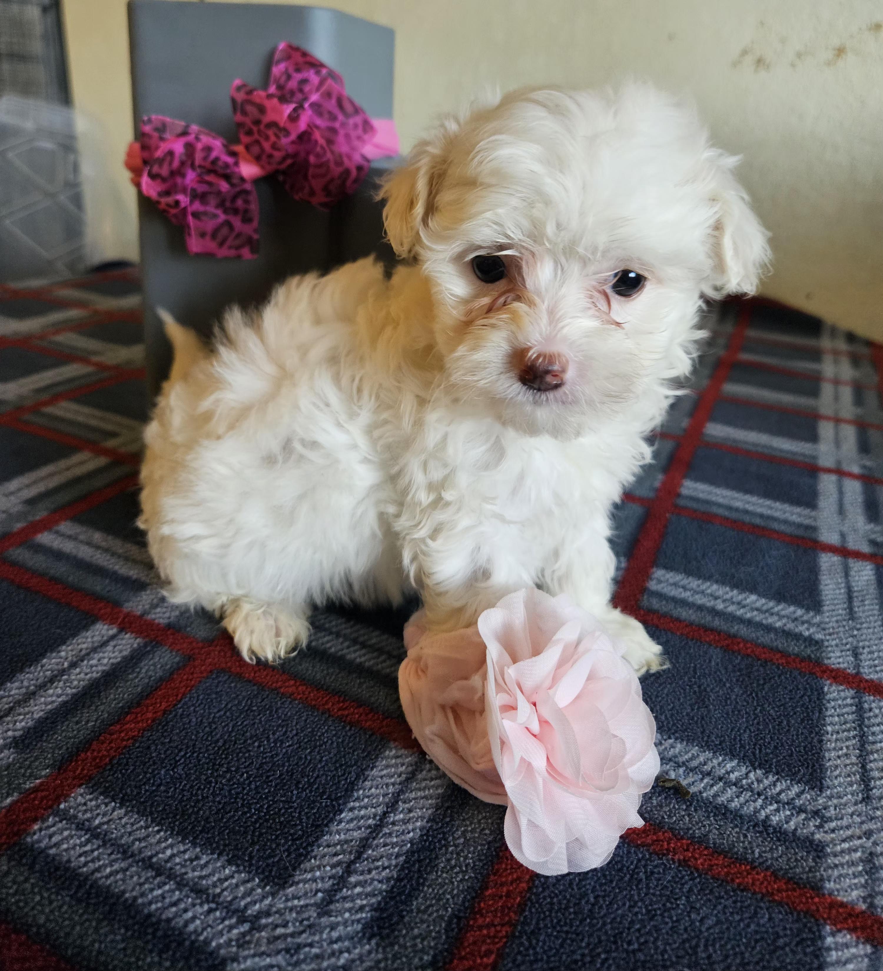 Enlarge Pink, an adopted mixed breed in Los Angeles, CA image 4/5