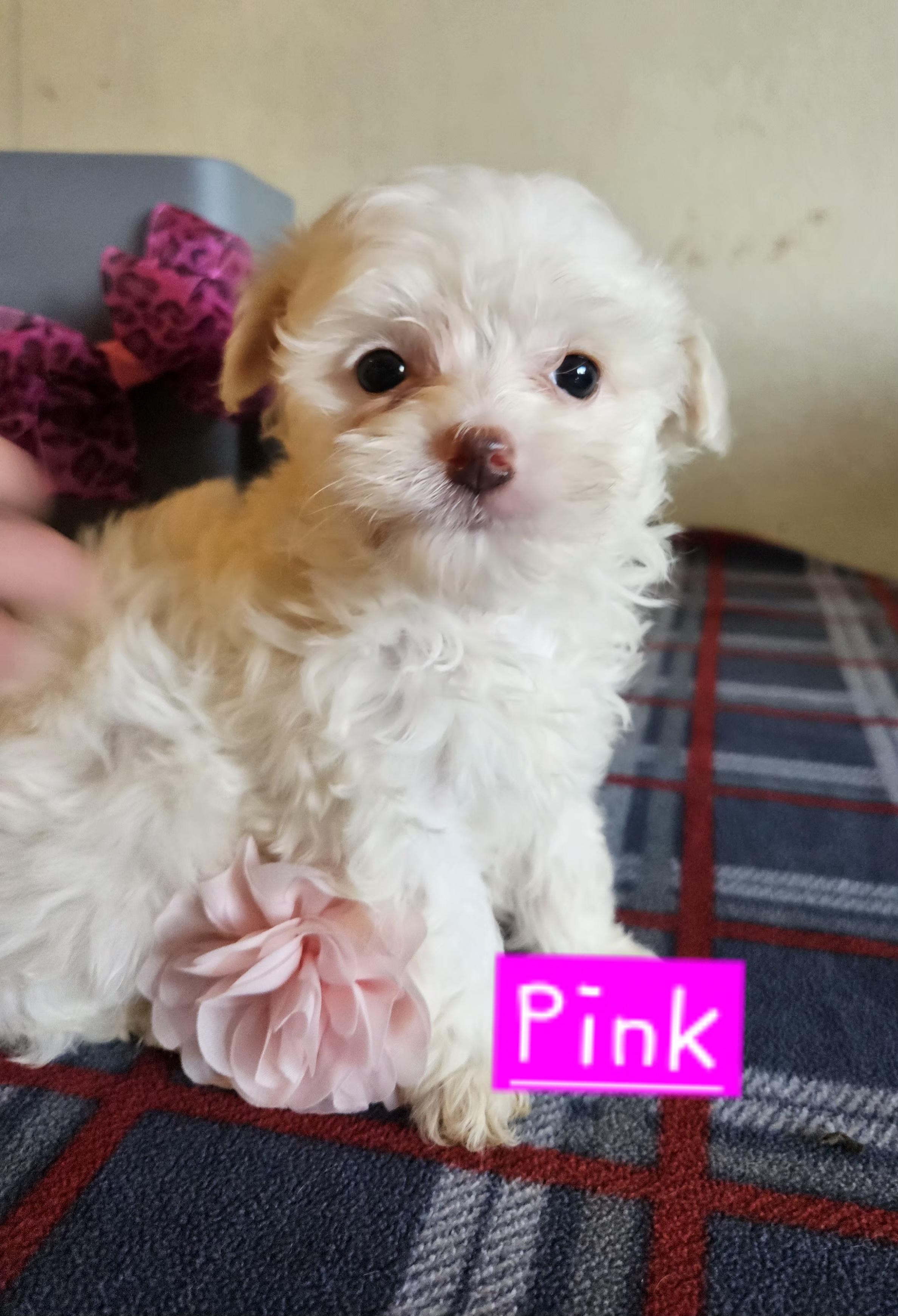Enlarge Pink, an adopted mixed breed in Los Angeles, CA image 3/5