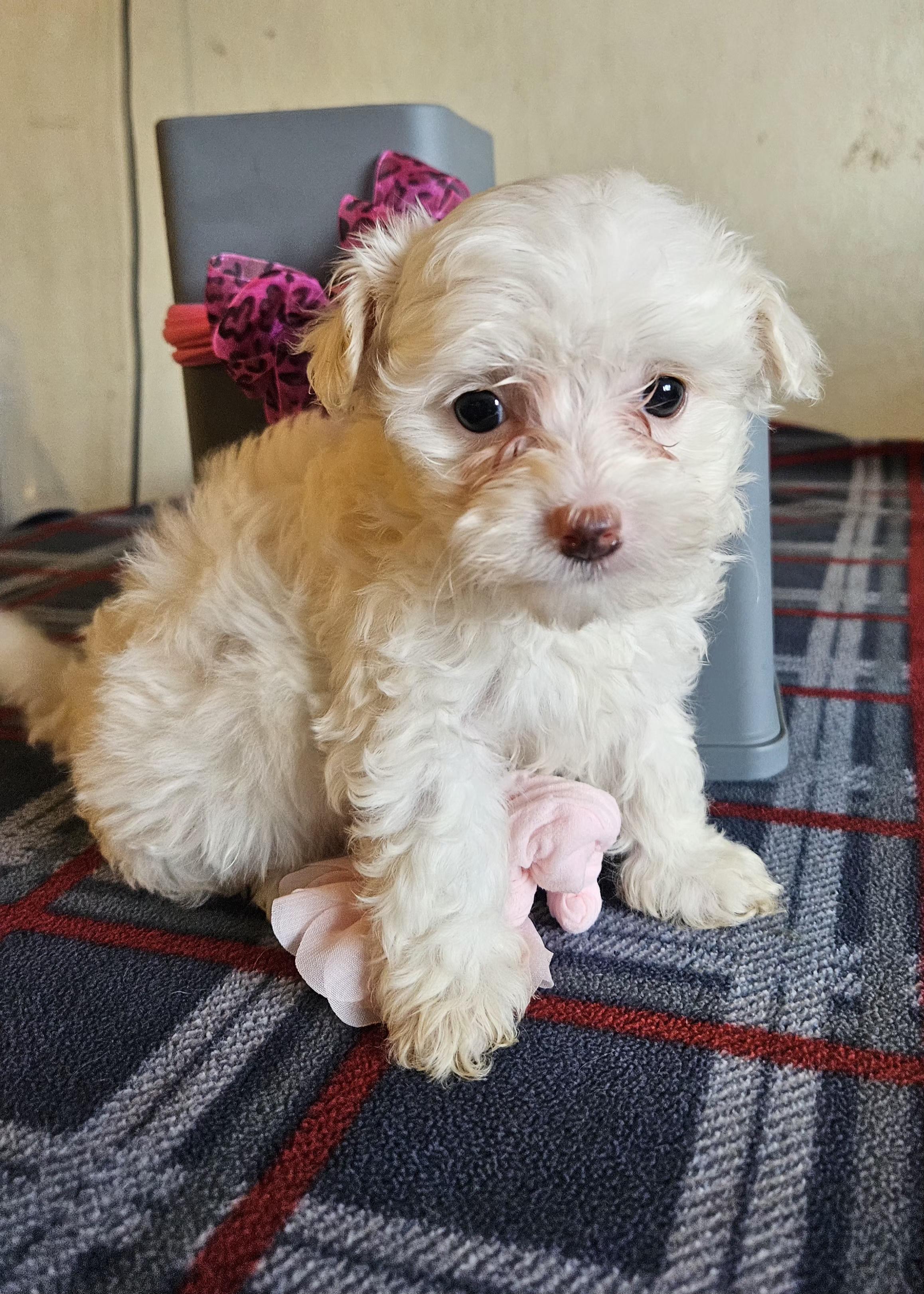 Enlarge Pink, an adopted mixed breed in Los Angeles, CA image 1/5