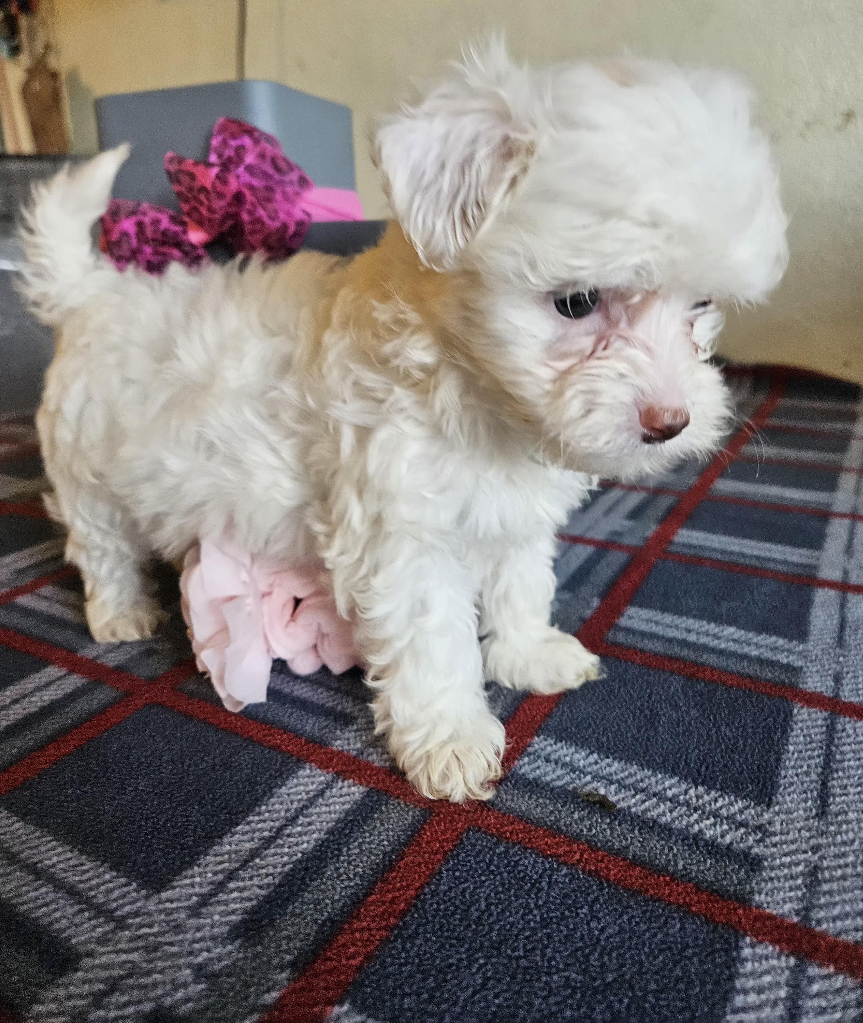 Enlarge Pink, an adopted mixed breed in Los Angeles, CA image 5/5