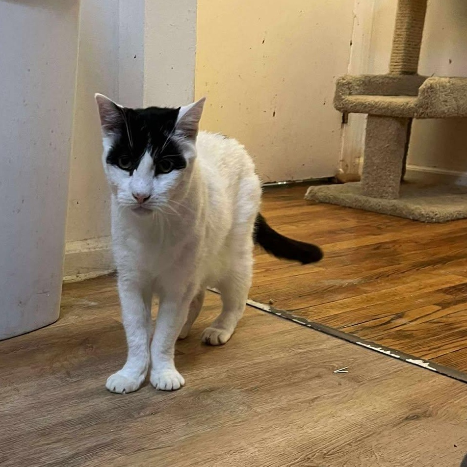 Roman (15 yrs old!!), ADOPTABLE, Senior Male Domestic Short Hair.