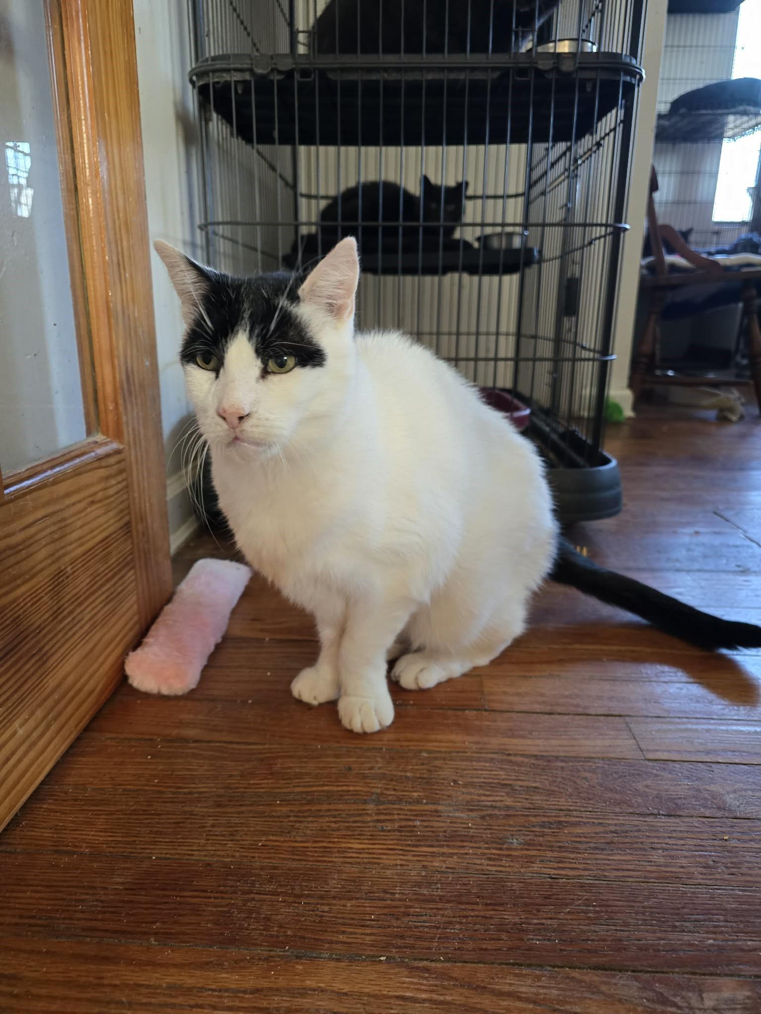 Roman (15 yrs old!!), a ADOPTABLE Domestic Short Hair image 2/5