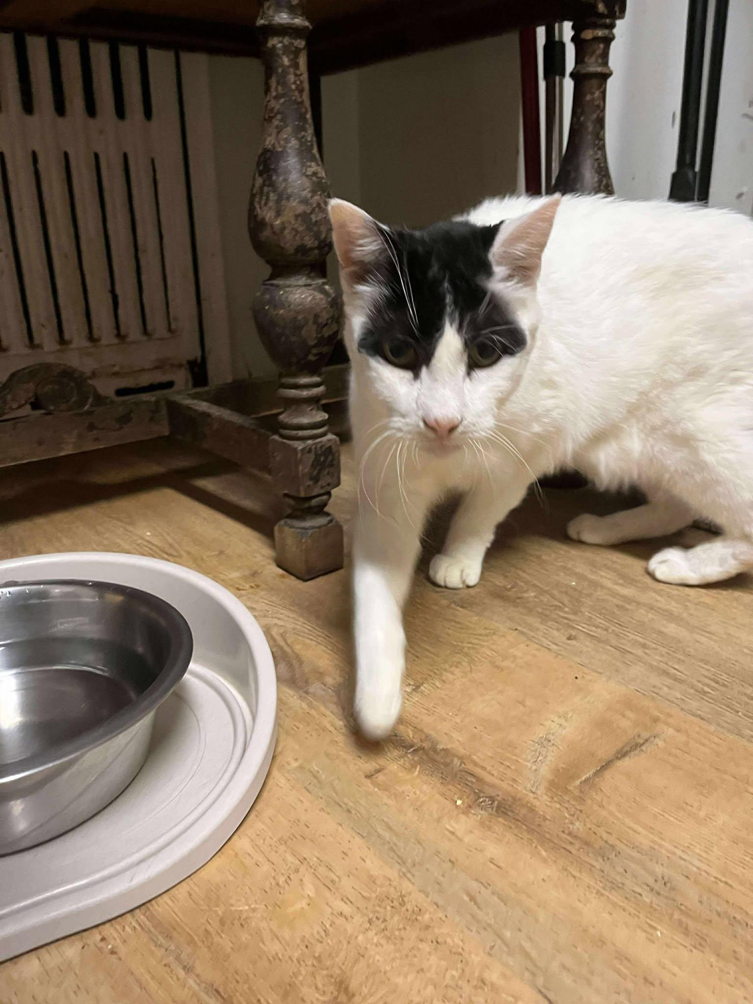 Roman (15 yrs old!!), a ADOPTABLE Domestic Short Hair image 3/5