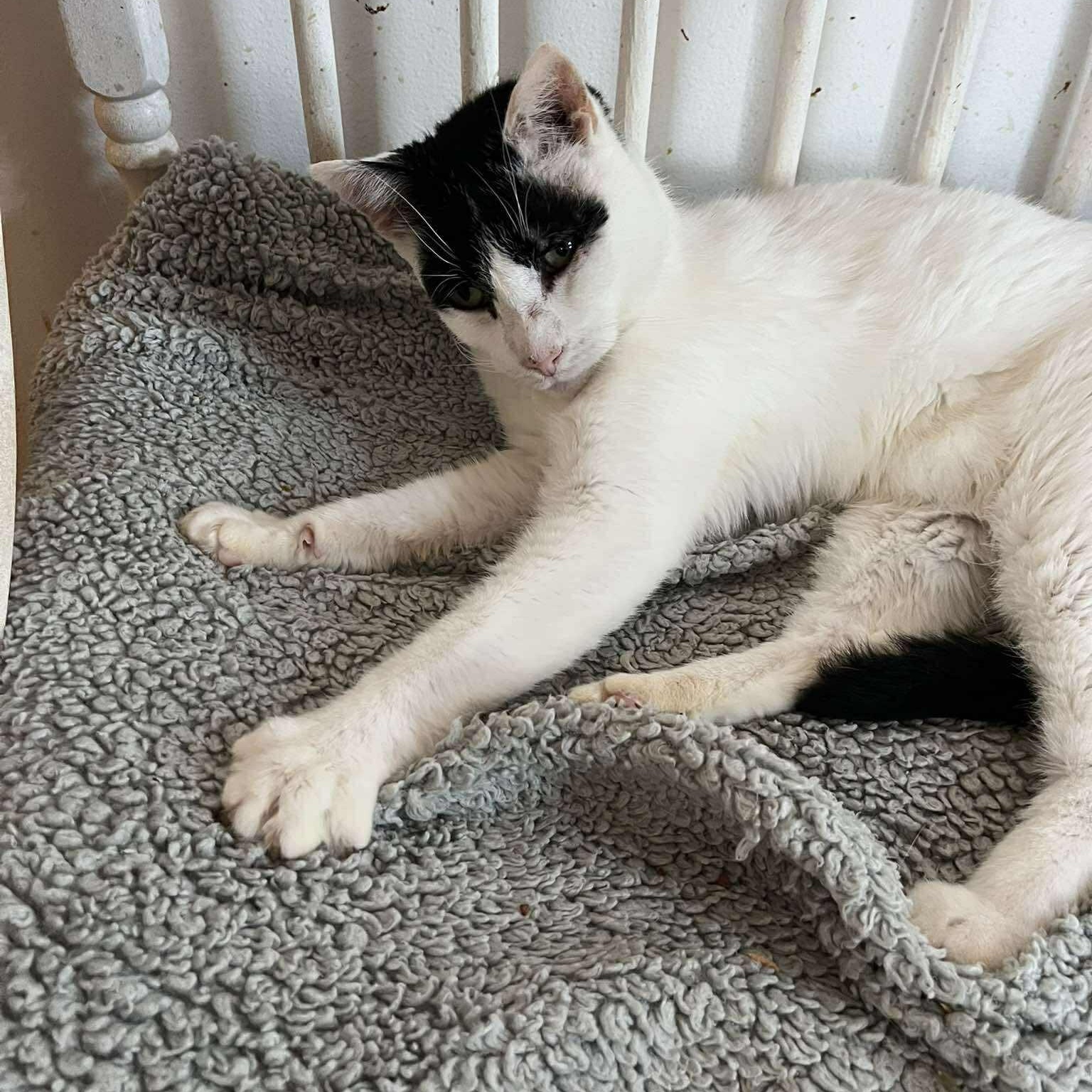 Enlarge Roman (15 yrs old!!), a ADOPTABLE Domestic Short Hair in Huntington, NY image 2/5